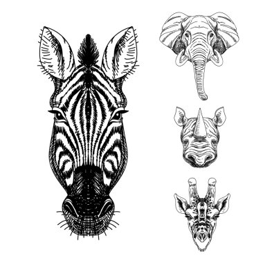 Vector set of hand drawn animal. Sketch illustrations.