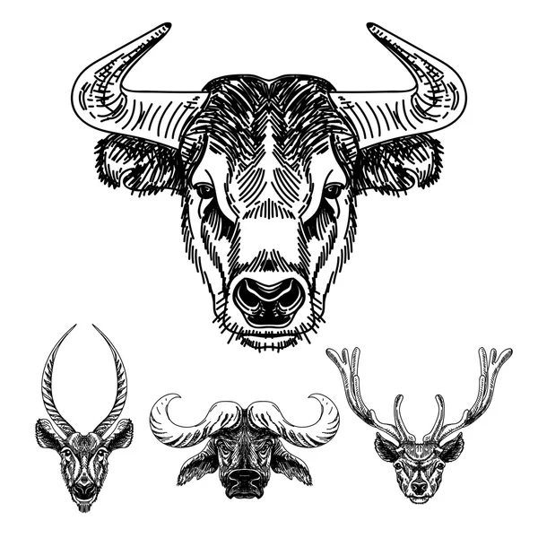 Vector set of hand drawn animal. Sketch illustrations. — ストックベクタ