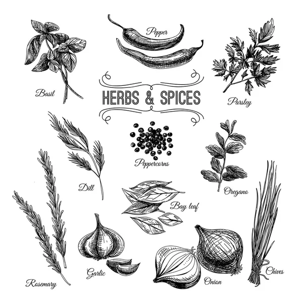 Set disegnato a mano con erbe e spezie culinarie . — Vettoriale Stock