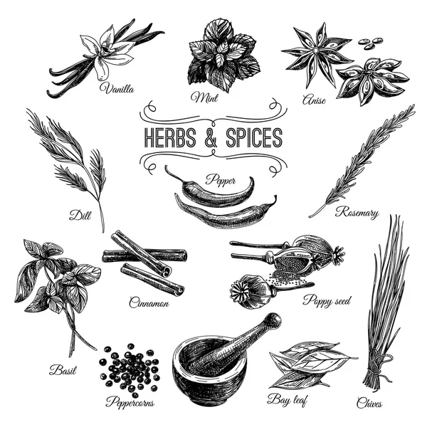 Vector hand drawn set with Herbs Spices. Illustrations collectio — ストックベクタ