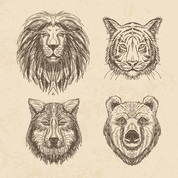 Conjunto vectorial de animal dibujado a mano. Ilustración vintage con lobo , — Archivo Imágenes Vectoriales