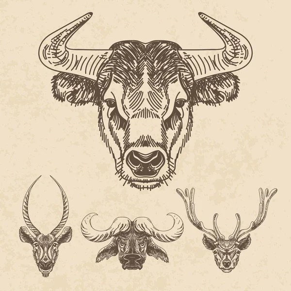 Set vettore di animali disegnati a mano. Illustrazione vintage con tori — Vettoriale Stock