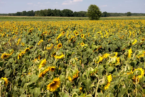 Ayçiçeği çiftlik