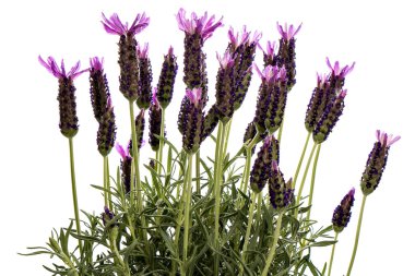 Lavanta (Lavendula iğde)