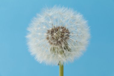 Dandelion (karahindiba mezhep. Ruderalia)