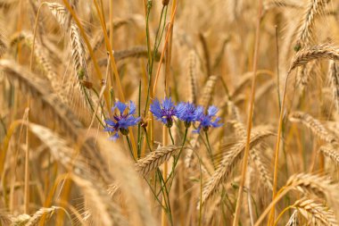 Peygamber Çiçeği (Cyanus segetum Hill)