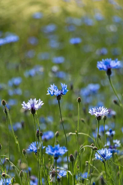 Campo de flores de maíz azul —  Fotos de Stock