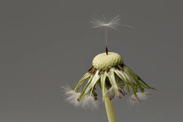 Dente-de-leão (seita Taraxacum. Ruderalia ) — Fotografia de Stock