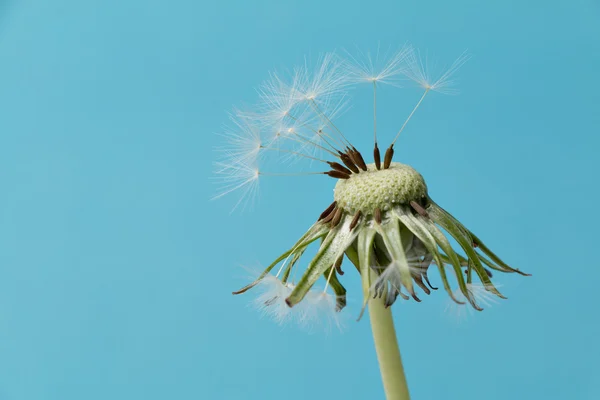 Dente-de-leão (seita Taraxacum. Ruderalia ) — Fotografia de Stock