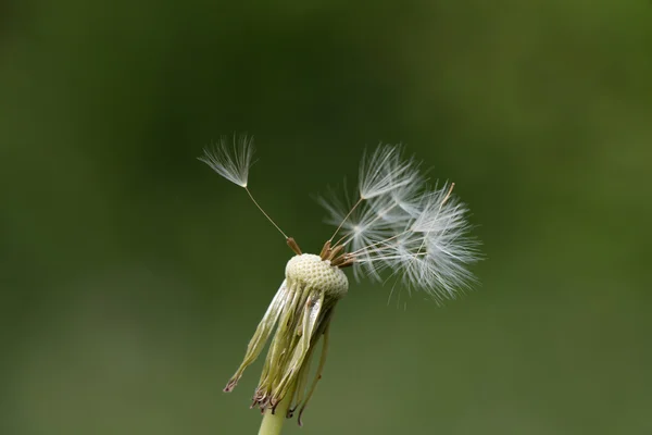 Dandelion (karahindiba mezhep. Ruderalia) — Stok fotoğraf
