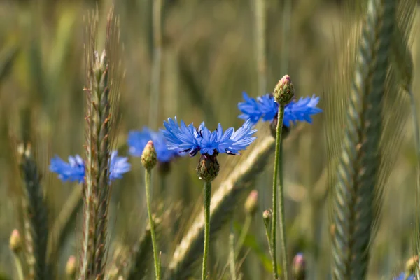 Chaber (segetum Cyanus Hill) — Zdjęcie stockowe