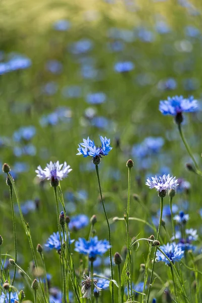 Aciano (Cyanus segetum Hill ) —  Fotos de Stock