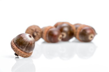 Olgun kahverengi meşe palamutları 