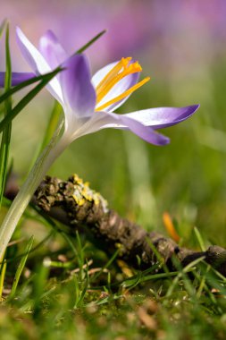 Crocus vernus, Crocus, Iris ailesi yeşil bahar çayırında
