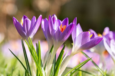 Crocus vernus, Crocus, Iris ailesi yeşil bahar çayırında