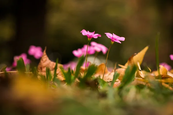 Oxalis rubra květ mezi podzimní listí — Stock fotografie