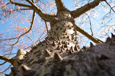 Ceiba (anlam ayrımı)(palo borracho)
