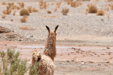 Andes Kuzey Arjantin; Salta Jujuy