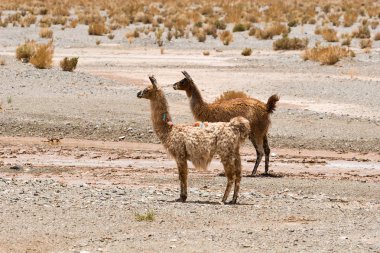 Andes Kuzey Arjantin; Salta Jujuy