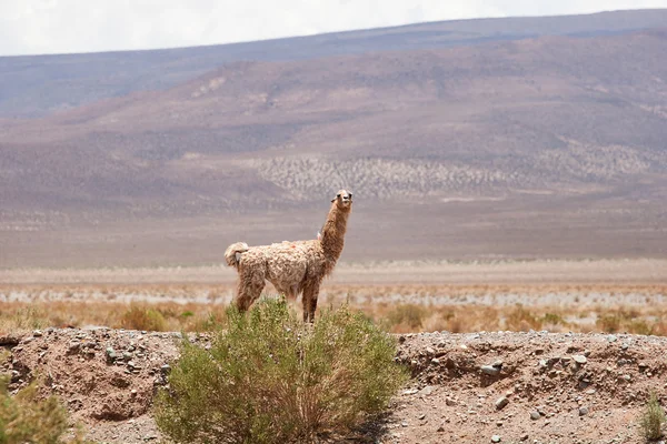 Andes in northern Argentina; Salta Jujuy — Stock Photo, Image