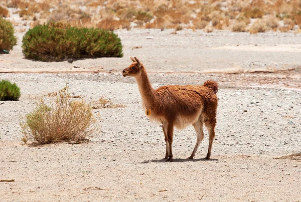 Andes Kuzey Arjantin; Salta Jujuy