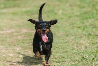 Dachshund sahada koşuyor, eğleniyor. Gülümsüyor gibi görünüyor.