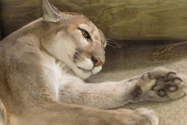 Puma, dağ aslanı, panter. Amerika 'da yaygındır. Bilimsel adı: Puma concolor
