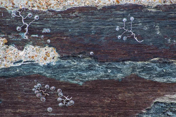 Duvar eski barut yaptı