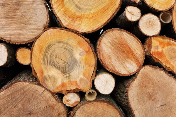 ağaçların günlükleri