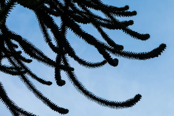 Dokunaç gibi dalları