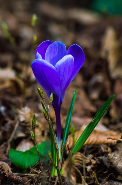 Menekşe crocus-sembolü bahar