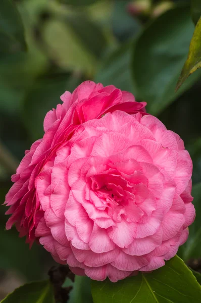 Camellia en pleine floraison — Photo