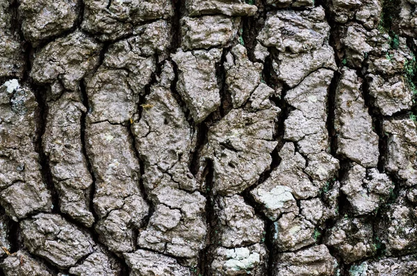 Casca de árvore cêntrica — Fotografia de Stock