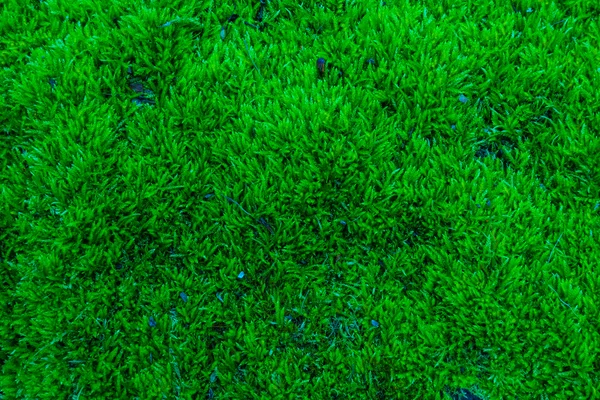 Moss. — Foto de Stock