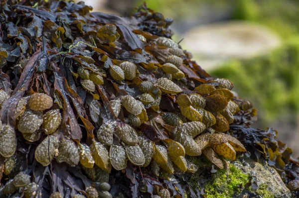 Kahverengi yosun - Bladderwrack