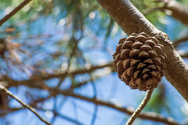 Ağaçtaki çam kozalağı