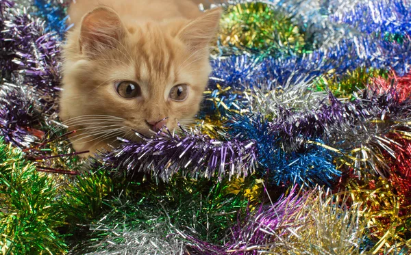 Noel dekorasyon de kedi