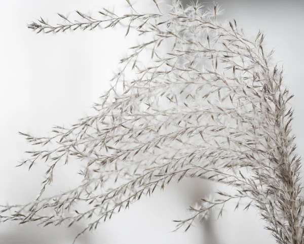 Kışın, kabarık çim yakın çekim