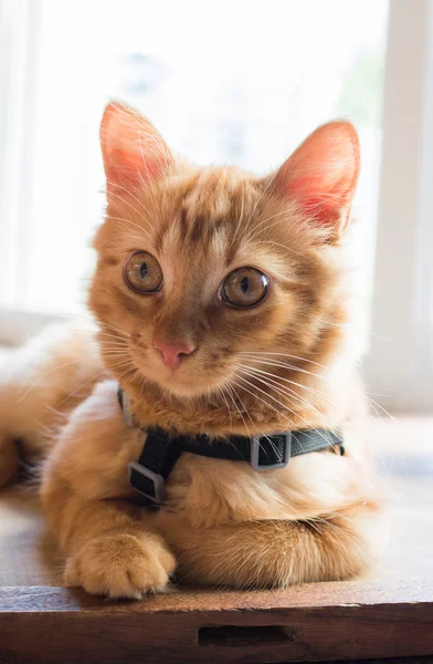 Bir emniyet kemeri ile kedi