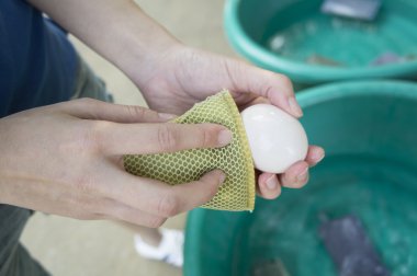 Kadın temiz yumurta