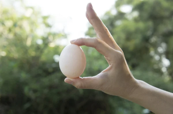 Woman hold egg in hand — Stock Photo, Image