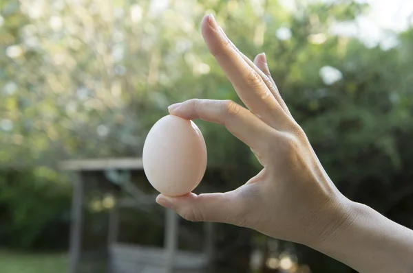 Woman hold egg in hand — Stock Photo, Image