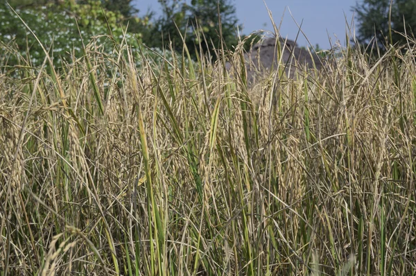 Campo de arroz amarillo — Foto de Stock