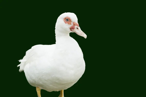 White duck standing — Stock Photo, Image