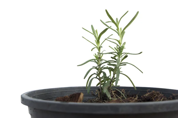 Rosemary plant pot green herb fresh nature Royalty Free Stock Photos