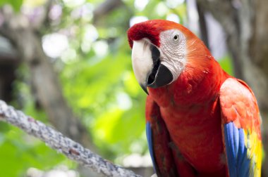 Amerika papağanı papağan kırmızı ağaç orman egzotik yaban hayatı