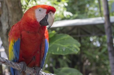 Amerika papağanı papağan kırmızı ağaç orman egzotik yaban hayatı