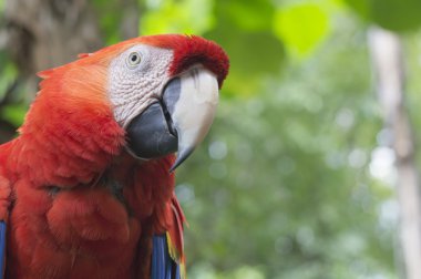 Amerika papağanı papağan kırmızı ağaç orman egzotik yaban hayatı