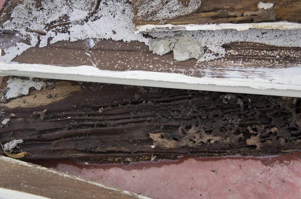 Danos térmita madeira podre comer ninho destruir conceito — Fotografia de Stock