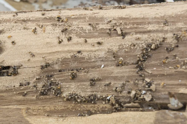 termite damage rotten wood eat nest destroy concept